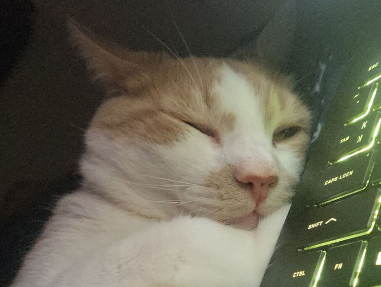 cat laying next to laptop