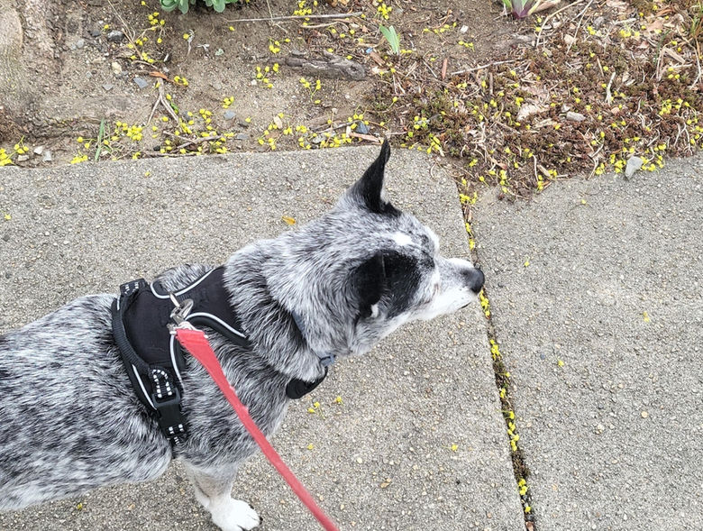 dog being walked