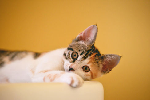 kitten laying down