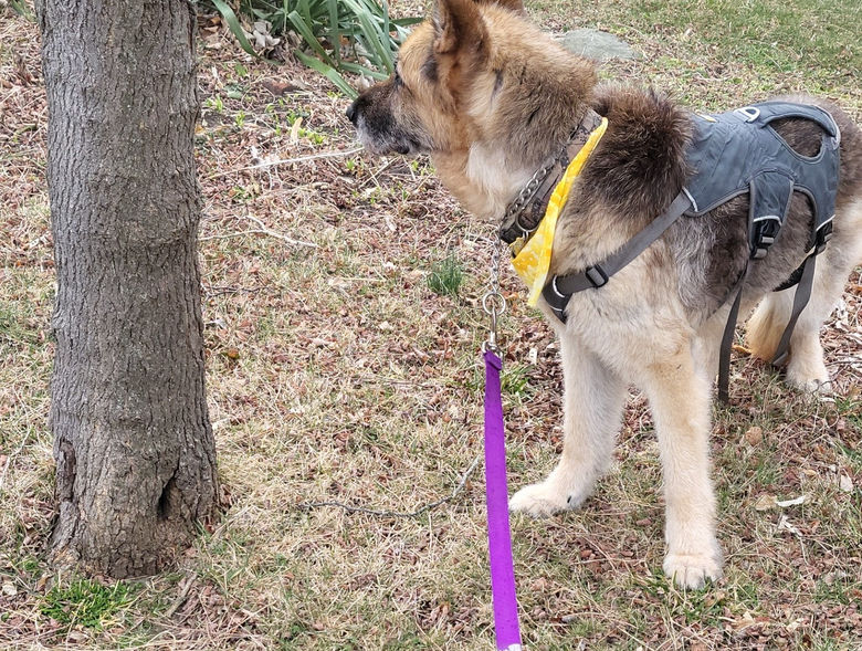 dog on a walk
