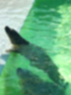 Seehunde im Naturmuseum "Ecomare"