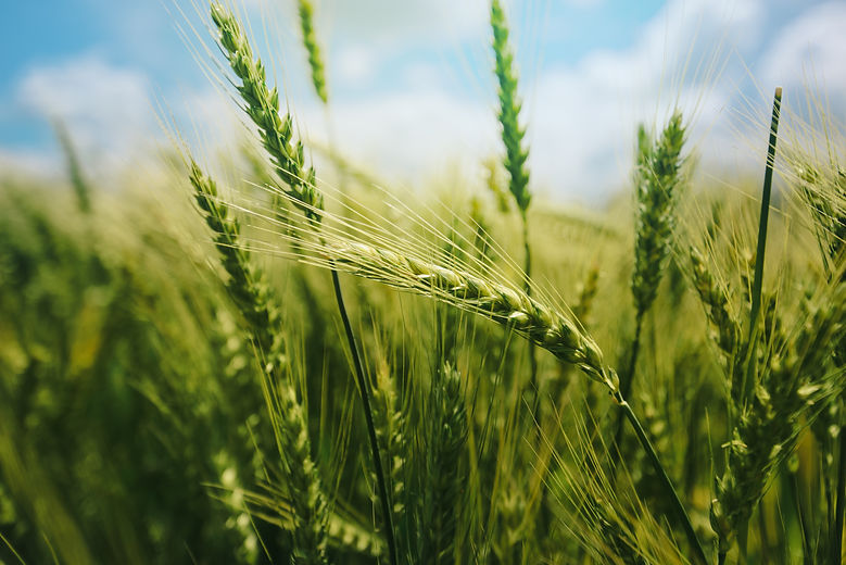 Wheat_green..jpeg