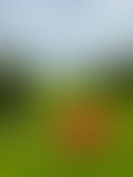 New Beginnings: Living with Intention and Welcoming Storybook Charm in 2025