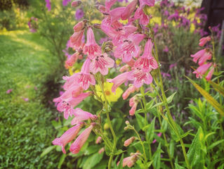 Penstemons, pencils and procrastination