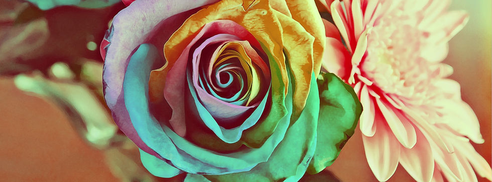 colorful rose