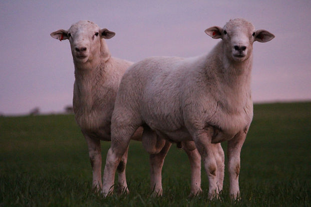 ram website.JPG