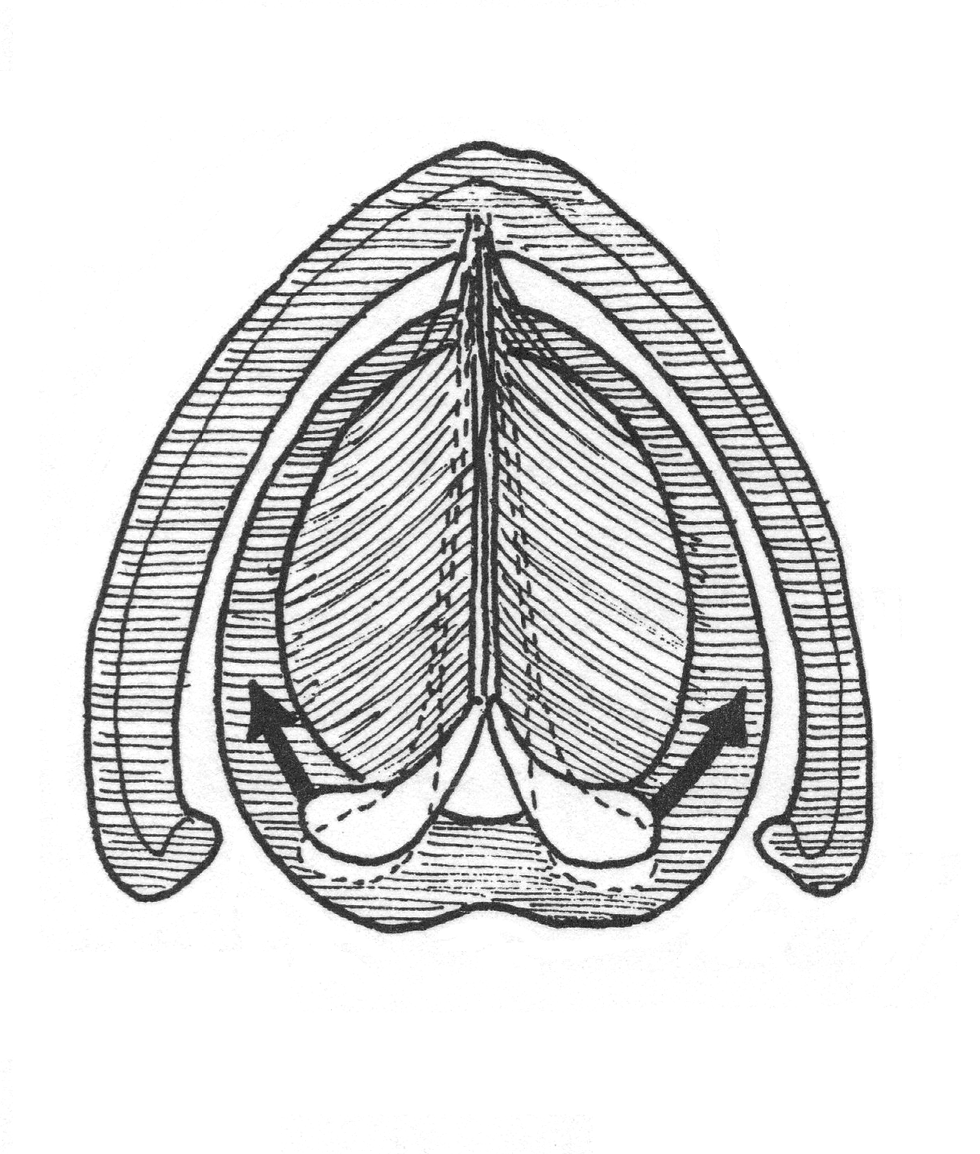 Adduction