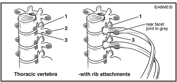 rib joint inset