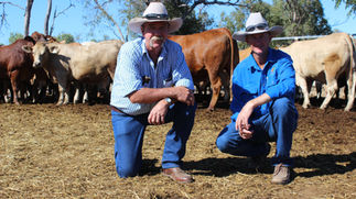 Seneopl steer record 3.52kg/day