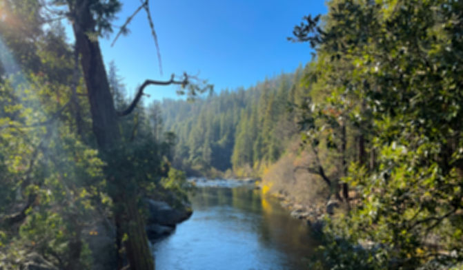forest-river_edited.jpg