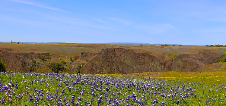 table-mtn-flowers.png
