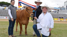 Quality, not quantity for Senepol breed