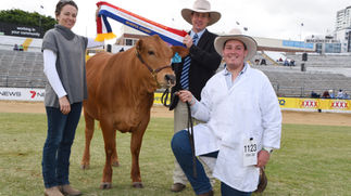 Quality, not quantity for Senepol breed