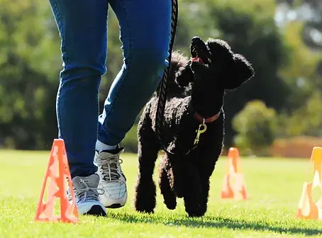 Transforming Behavior: The Power of Positive Reinforcement in Dog Rally Classes