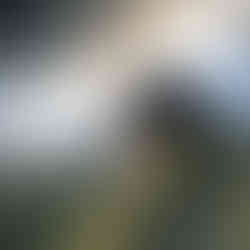 Tortoise leaving the water once the spray was done.