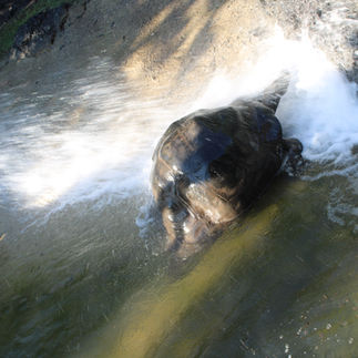 Tortoise leaving the water once the spray was done.