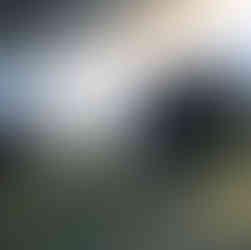 Tortoise leaving the water once the spray was done.