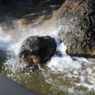 Tortoise leaving the water once the spray was done.