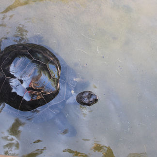 Tortoise leaving the water once the spray was done.