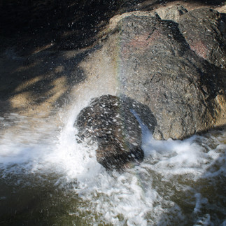 Tortoise leaving the water once the spray was done.