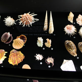 Shells from the Museum of Natural Science