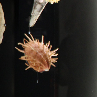 Shells from the Museum of Natural Science