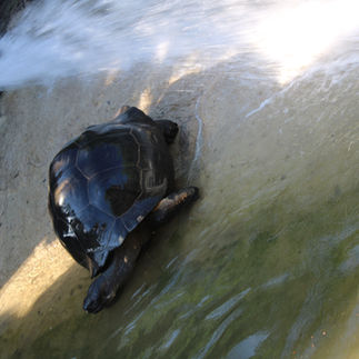 Tortoise leaving the water once the spray was done.