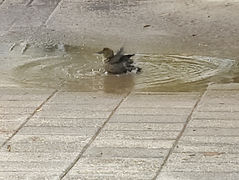 Splish splash this bird's taking a bath on sidewalk in downtown OKC