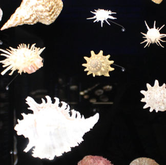 Shells from the Museum of Natural Science