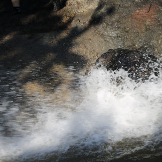 Tortoise leaving the water once the spray was done.