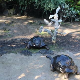 Tortoise leaving the water once the spray was done.