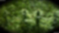 cannabis-field-farm-wcb2kl5yt8ki69q8.jpg