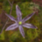 Camas Lily