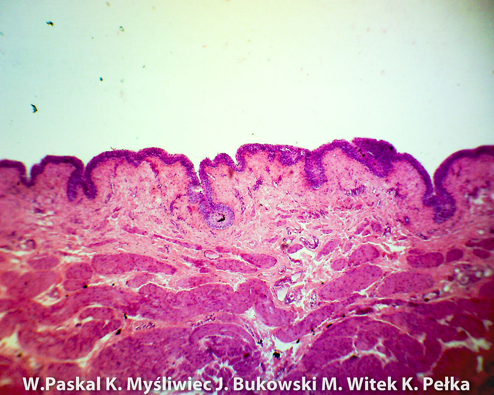 poprawione-741-67_40x