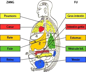 Schéma illustratif des couples organes Zang et viscères Fu en MTC : Ce schéma coloré montre les associations entre les organes profonds (Zang) et leurs partenaires superficiels (Fu) selon la médecine traditionnelle chinoise. À gauche, les organes Yin (Poumons, Cœur, Rate, Foie, Reins), et à droite, les viscères Yang (Gros intestin, Intestin grêle, Estomac, Vésicule biliaire, Vessie) sont reliés par des flèches à leur emplacement symbolique dans le corps humain. Cette image illustre la complémentarité des fonctions internes et externes dans le maintien de l’équilibre énergétique.