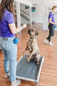 Mary training dog.jpg