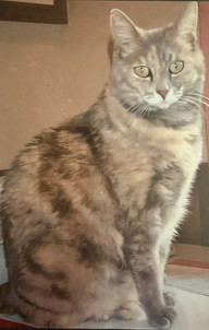 Sweetpea Kitty of 19 years