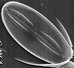 DIATOM2.GIF
