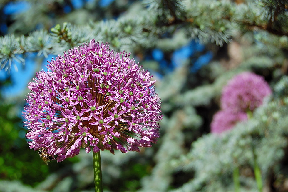 SREBRNA CEDRA IN OKRASNA ČEBULA