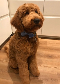 F1 goldendoodle wearing a bow tie