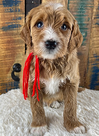 F1 Goldendoodle puppy with a red tie