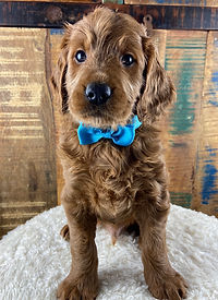F1 Goldendoodle with a blue bow tie