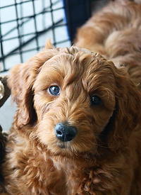F1 Goldendoodle Puppy