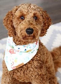 F1 Goldendoodle wearing a bandana