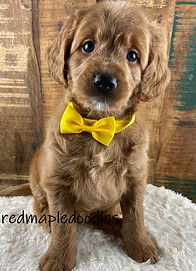 F1 Goldendoodle puppy