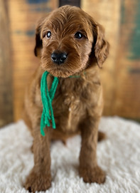 F1 Goldendoodle puppy with a green tie