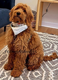 Goldendoodle Coat Type