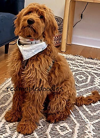 F1 Goldendoodle with a Bandana