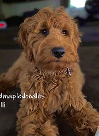 F1 Goldendoodle at maturity