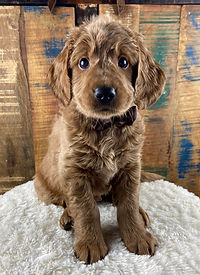 F1 Goldendoodle puppy with beautiful eyes